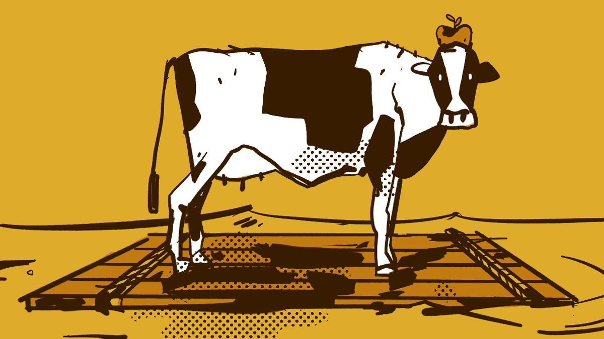 A cow standing on a wooden raft in the ocean. It has an apple on its head.